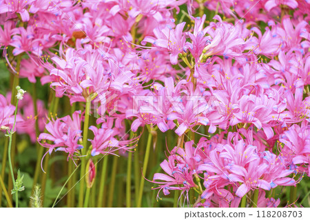 licorice cluster amaryllis manjushage pink material image licorice cluster amaryllis manjushage pink material image 118208703