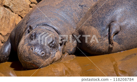 Pygmy Hippo, South Afica Pygmy Hippo, South Afica 118208784