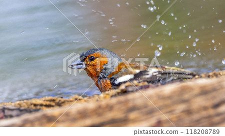 Chaffinch Chaffinch 118208789