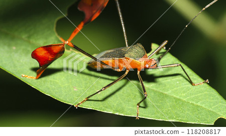 Shield Bug, Amazonia 118208817