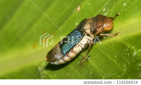Shield Bug, Amazonia Shield Bug, Amazonia 118208819