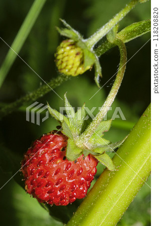 Wild Strawberry, Sierra de Guadarrama National Park, Spain 118208820