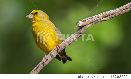 Greenfinch 118208831
