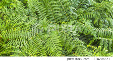 Green Fern 118208837