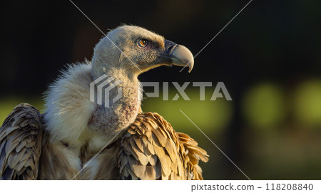 Eurasian Griffon Vulture Eurasian Griffon Vulture 118208840
