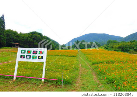 Cosmos in full bloom, Autumn cherry blossoms, Cosmosberg, Omoshiroyama Plateau Cosmos in full bloom, Autumn cherry blossoms, Cosmosberg, Omoshiroyama Plateau 118208843