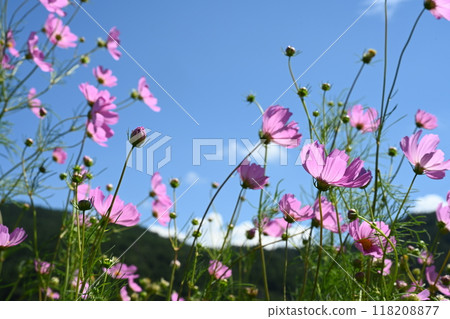 國道254號線（秋櫻花路）拍攝的秋櫻花 118208877