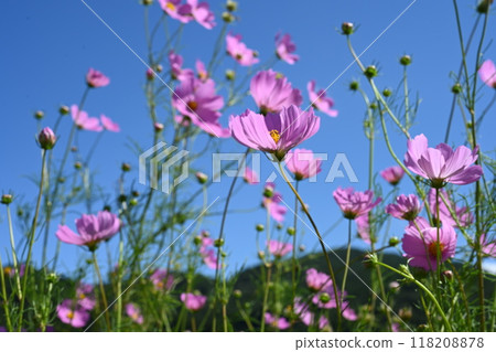 國道254號線（秋櫻花路）拍攝的秋櫻花 118208878