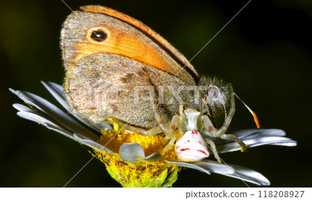 Hunting Spider Satyridae Butterfly Hunting Spider Satyridae Butterfly 118208927