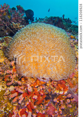 Soft Coral, Maldives 118208928
