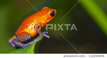 Dart Poison Frog, Costa Rica 118208946