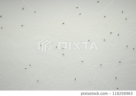 Small fruit flies. Small fruit flies. 118208963