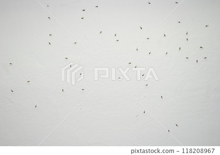 Small fruit flies. Small fruit flies. 118208967