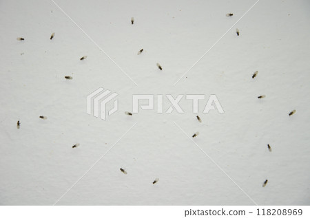 Small fruit flies. 118208969