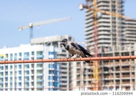 A bird perches on a wire fence by a building under construction 118208994