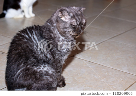 A cat with striking yellow eyes lounges on a tiled surface A cat with striking yellow eyes lounges on a tiled surface 118209005