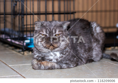 A cat is peacefully resting on the ground near a cage A cat is peacefully resting on the ground near a cage 118209006