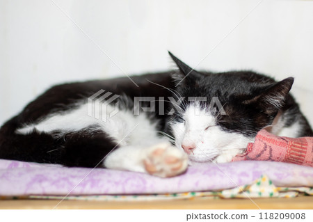 A small black and white cat is peacefully sleeping on a cozy blanket A small black and white cat is peacefully sleeping on a cozy blanket 118209008