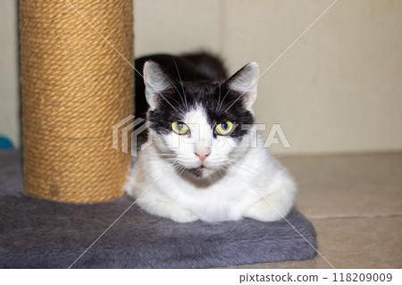 A black and white cat lays comfortably next to a scratching post 118209009