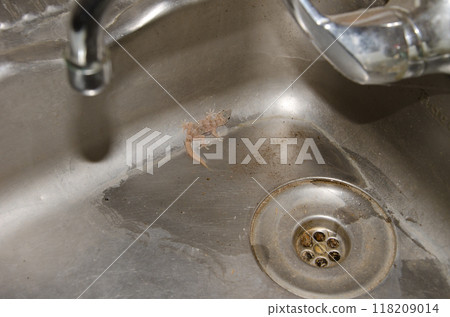 Boettger's wall gecko trapped in a sink. Boettger's wall gecko trapped in a sink. 118209014
