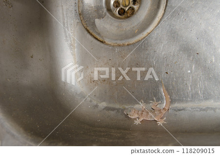 Boettger's wall gecko trapped in a sink. Boettger's wall gecko trapped in a sink. 118209015