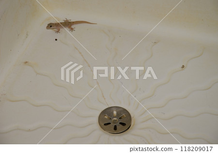 Boettger's wall gecko trapped in a bathtub. 118209017