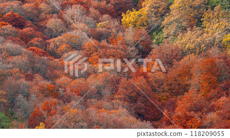 Hayedo de la Pedrosa Natural Protected Area, Spain Hayedo de la Pedrosa Natural Protected Area, Spain 118209055