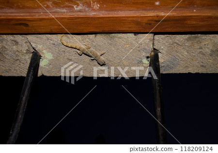 Boettger's wall gecko in a window. Boettger's wall gecko in a window. 118209124
