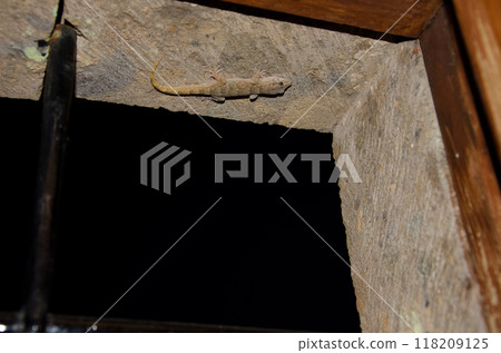 Boettger's wall gecko in a window. 118209125