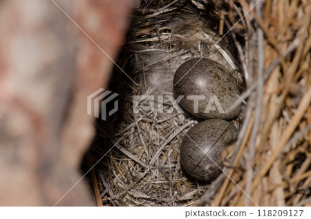 Nest and eggs of Berthelot's pipit. Nest and eggs of Berthelot's pipit. 118209127