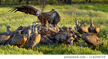 Eurasian Griffon Vulture 118209159