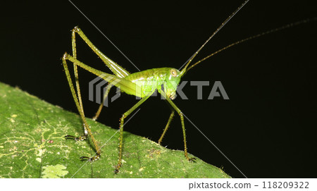 Tropical Grasshopper, Amazonia 118209322