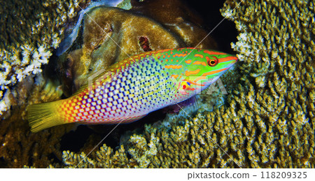 Checkerboard Wrasse, Maldives 118209325