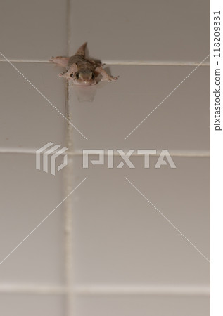 Boettger's wall gecko. 118209331