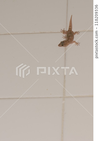 Boettger's wall gecko. 118209336