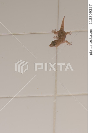 Boettger's wall gecko. Boettger's wall gecko. 118209337