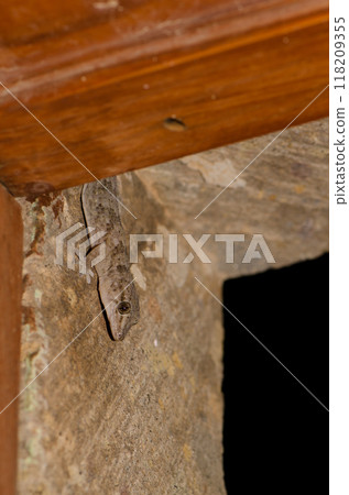 Boettger's wall gecko in a window. Boettger's wall gecko in a window. 118209355