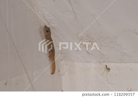 Boettger's wall gecko and daddy long-legs spider. 118209357