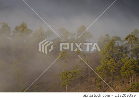 Forest of Canary Island pine in the fog. Forest of Canary Island pine in the fog. 118209359