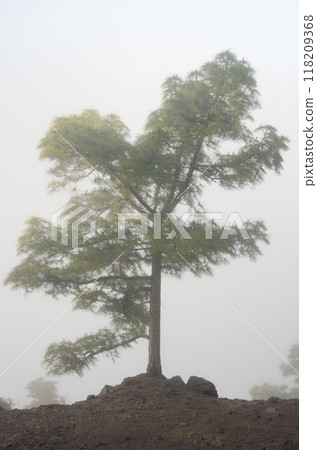Canary Island pine in the fog. 118209368