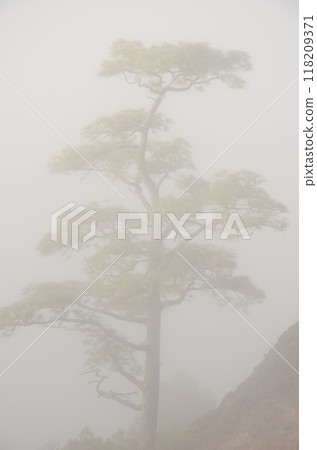 Canary Island pine in the fog. 118209371