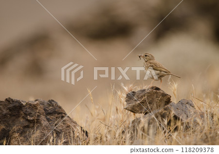 Berthelot's pipit with a grasshopper in its beak. 118209378