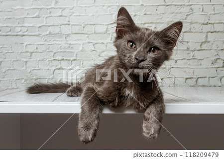 Beautiful gray cat on a brick wall background Beautiful gray cat on a brick wall background 118209479