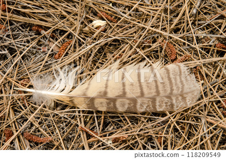 Feather of long-eared owl. 118209549