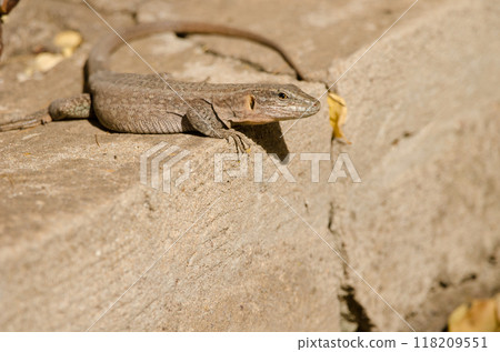 Female Gran Canaria giant lizard. 118209551