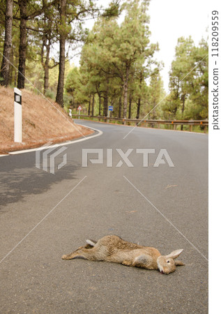 European rabbit run over. European rabbit run over. 118209559