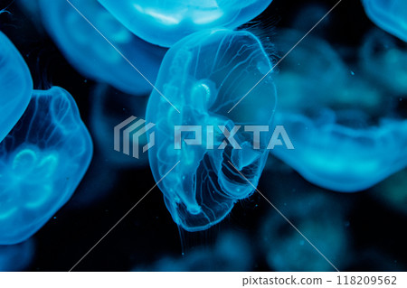 macro aurelia aurita semaeostomeae 118209562