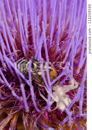 Crab spider hunting a white-banded digger bee. 118209598