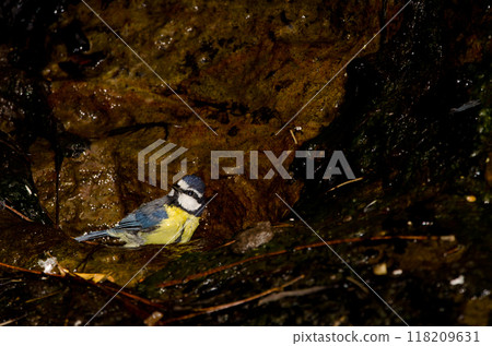African blue tit bathing. African blue tit bathing. 118209631