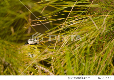 African blue tit hidden among the vegetation. African blue tit hidden among the vegetation. 118209632